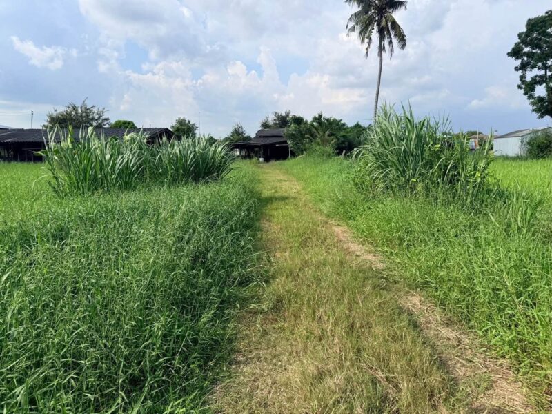 ขายด่วนที่ดิน 182 ตรว เหมาะสร้างบ้านสวน ต.สวนป่าน อ.เมืองนครปฐม จ.นครปฐม