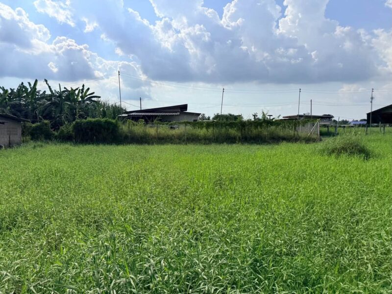 ขายด่วนที่ดิน 182 ตรว เหมาะสร้างบ้านสวน ต.สวนป่าน อ.เมืองนครปฐม จ.นครปฐม