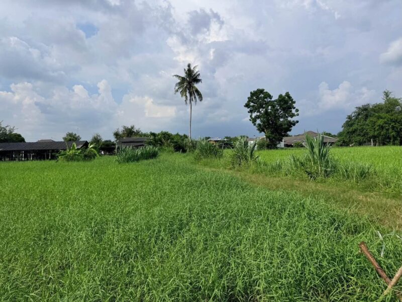 ขายด่วนที่ดิน 182 ตรว เหมาะสร้างบ้านสวน ต.สวนป่าน อ.เมืองนครปฐม จ.นครปฐม
